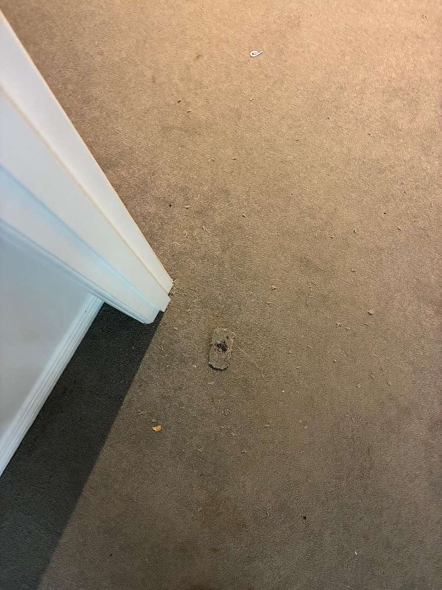 Professional carpet patch